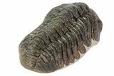 Morocops Trilobite Fossil - Rock Removed #67002-3